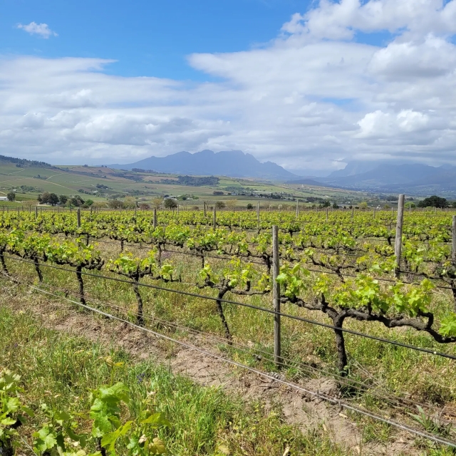 South Africa | Wines Godello of